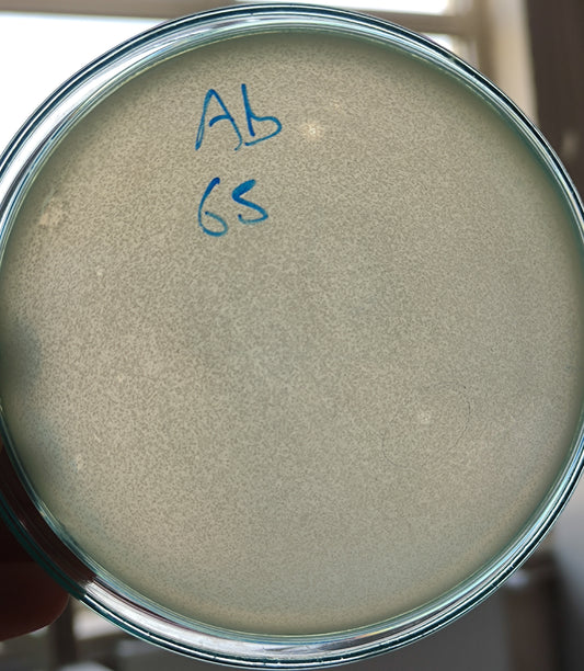 Acinetobacter baumannii bacteriophage 120065A