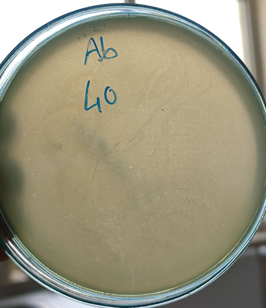 Acinetobacter baumannii bacteriophage 120040A