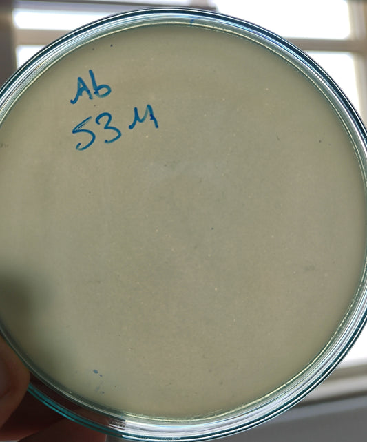 Acinetobacter baumannii bacteriophage 120053B