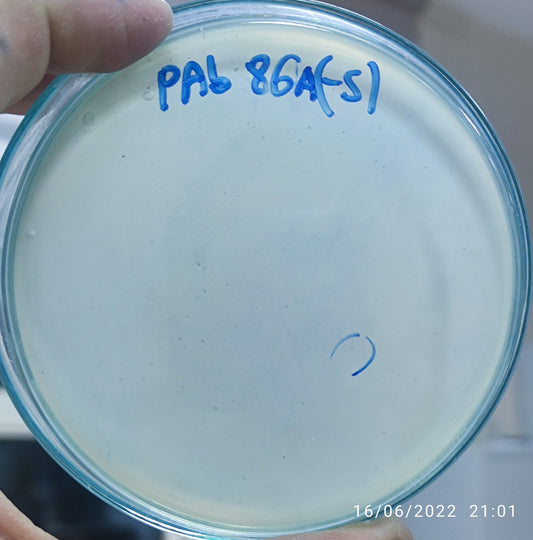 Acinetobacter baumannii bacteriophage 120086A