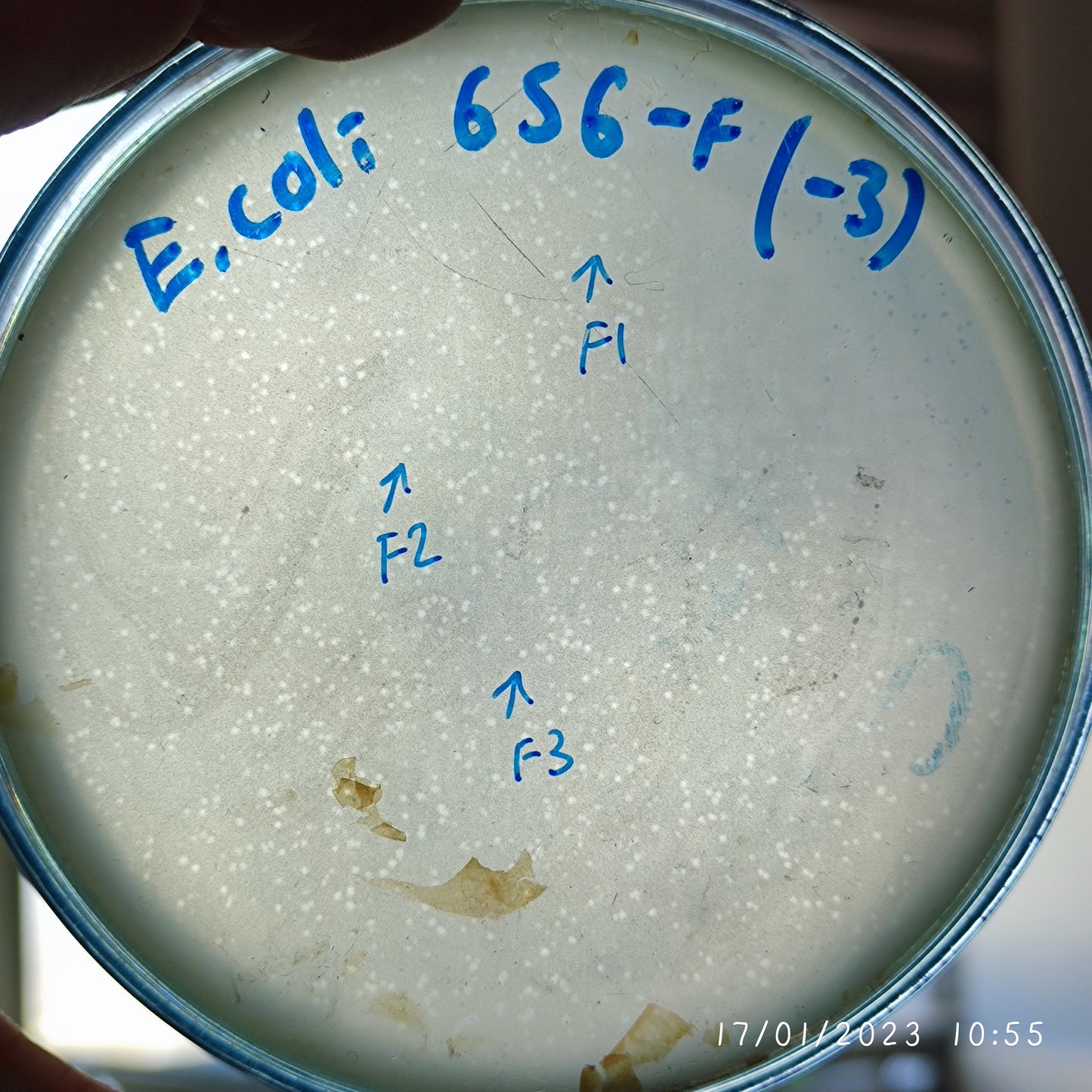 Escherichia coli bacteriophage 100656F