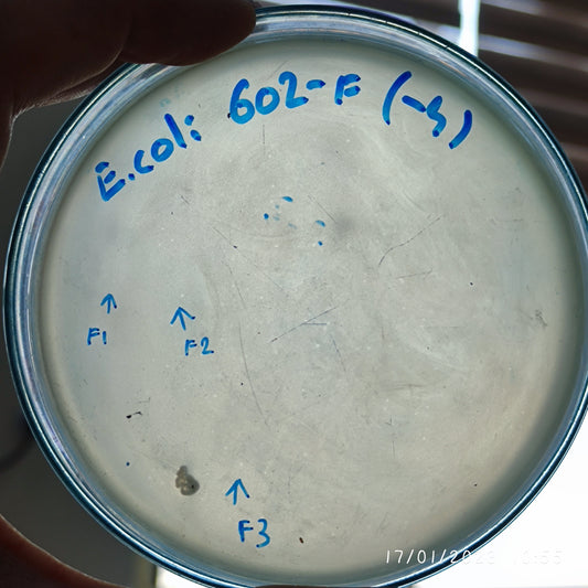 Escherichia coli bacteriophage 100602F