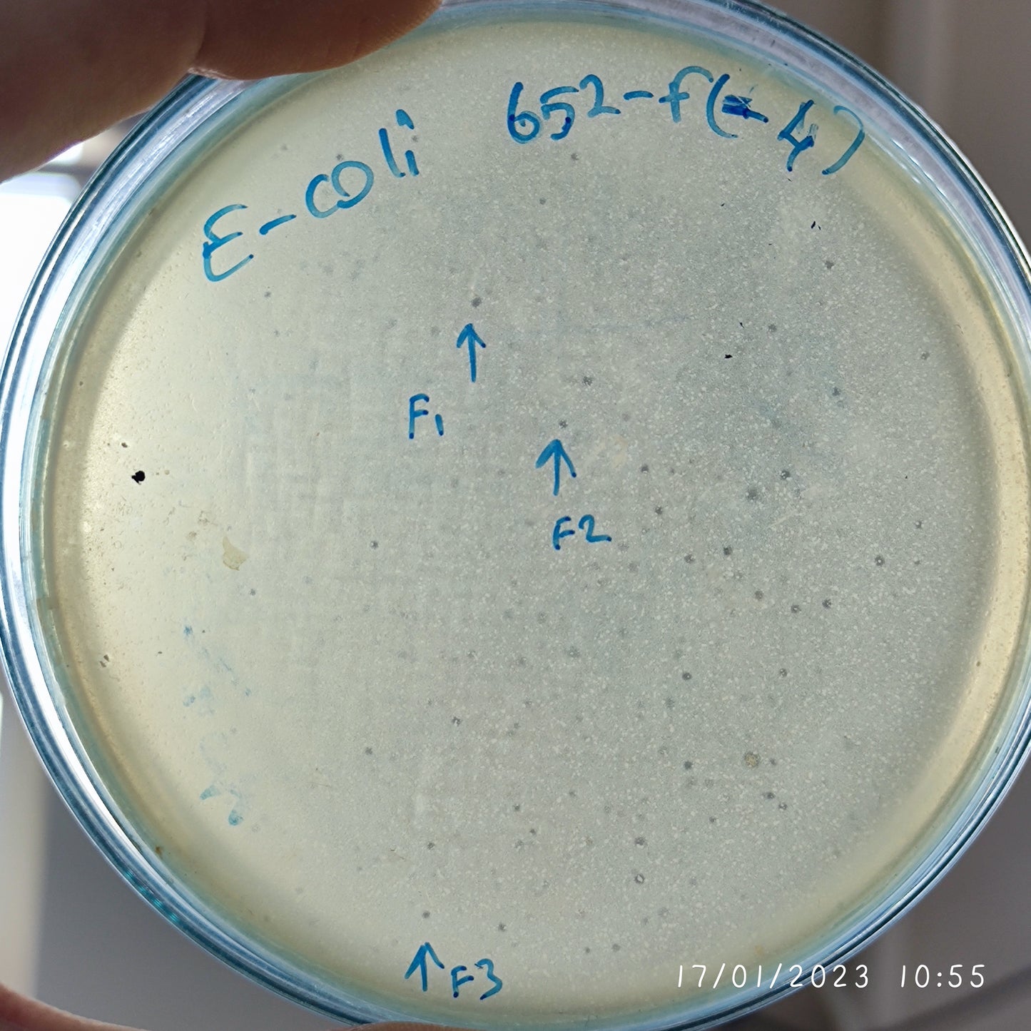 Escherichia coli bacteriophage 100652F