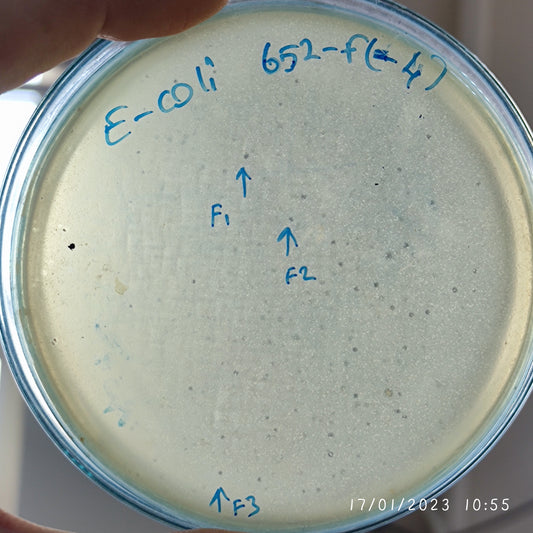 Escherichia coli bacteriophage 100652F