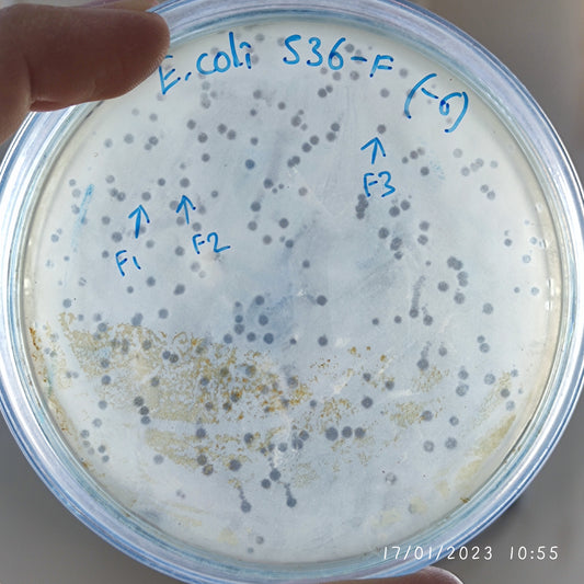 Escherichia coli bacteriophage 100536F