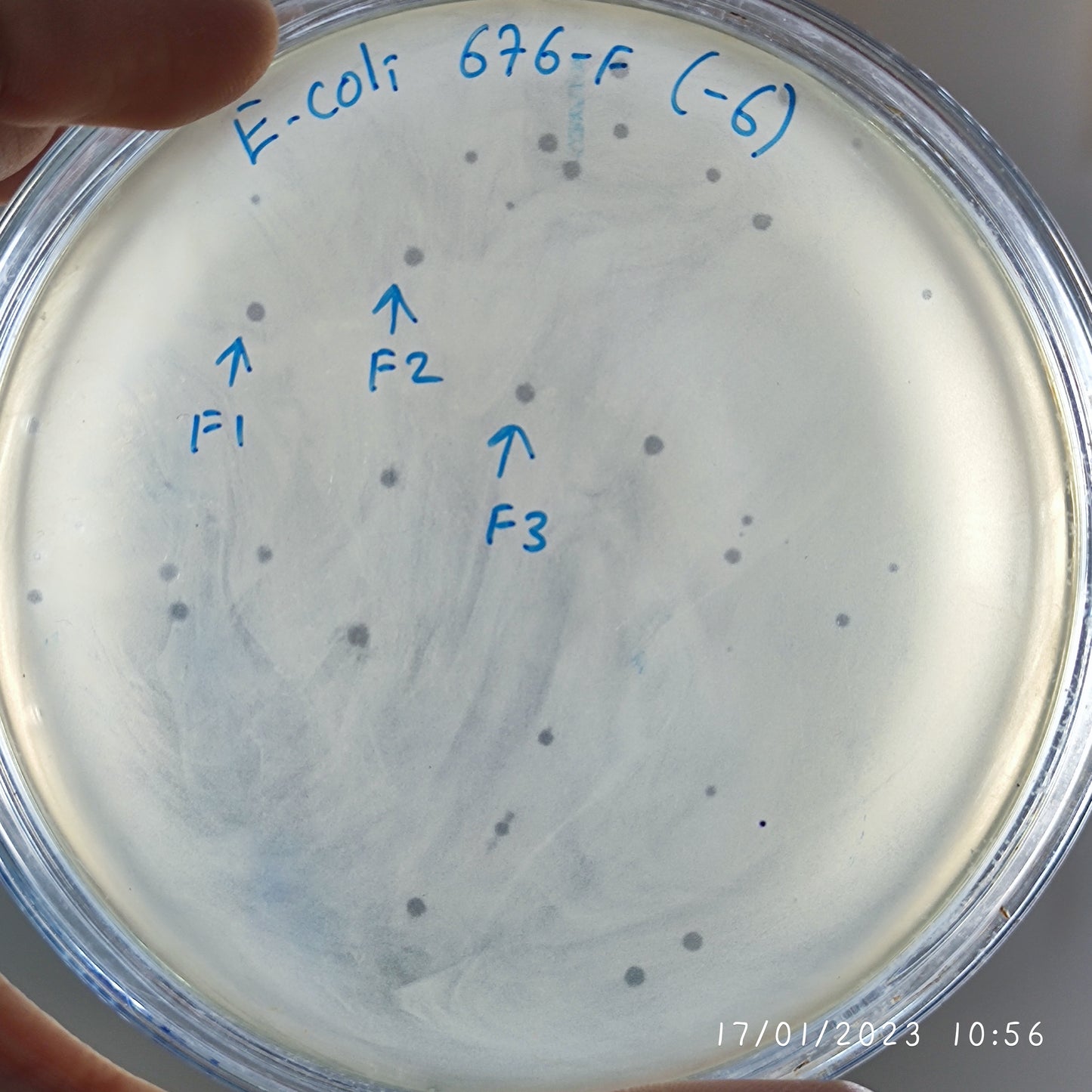 Escherichia coli bacteriophage 100676F