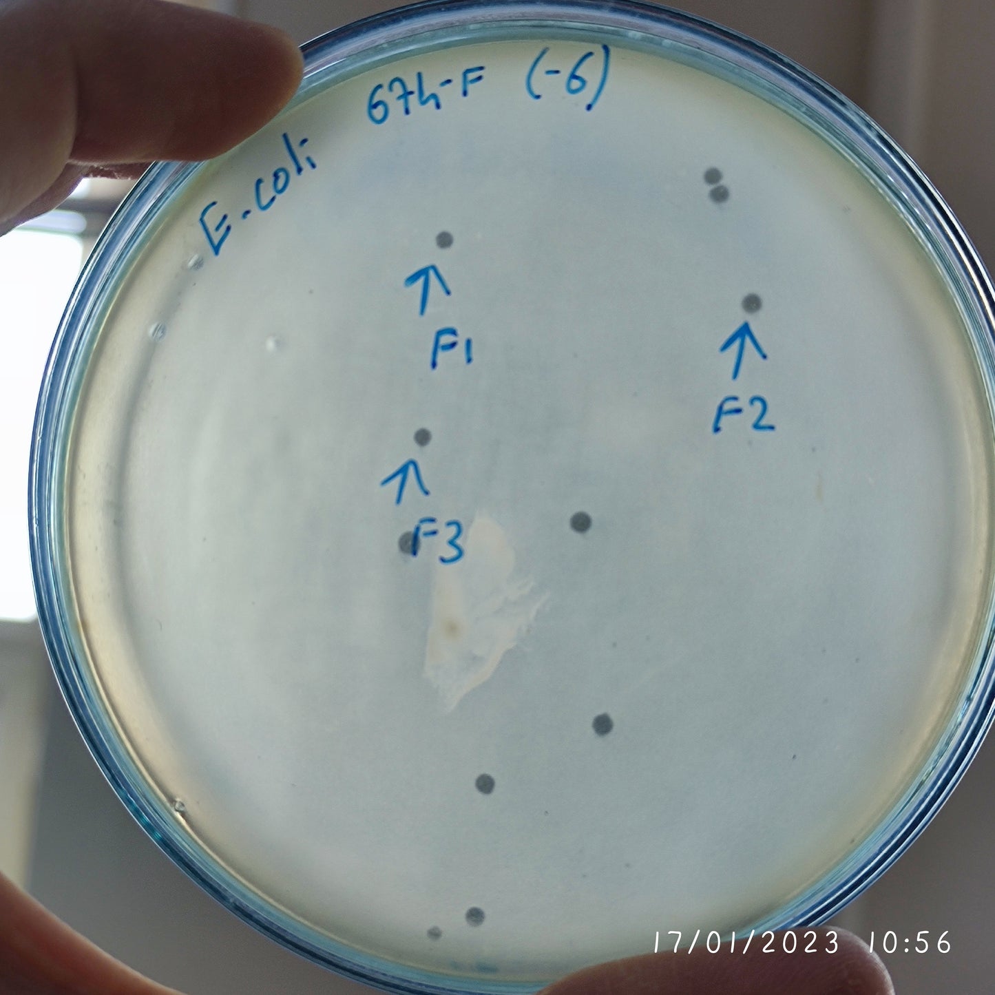 Escherichia coli bacteriophage 100674F