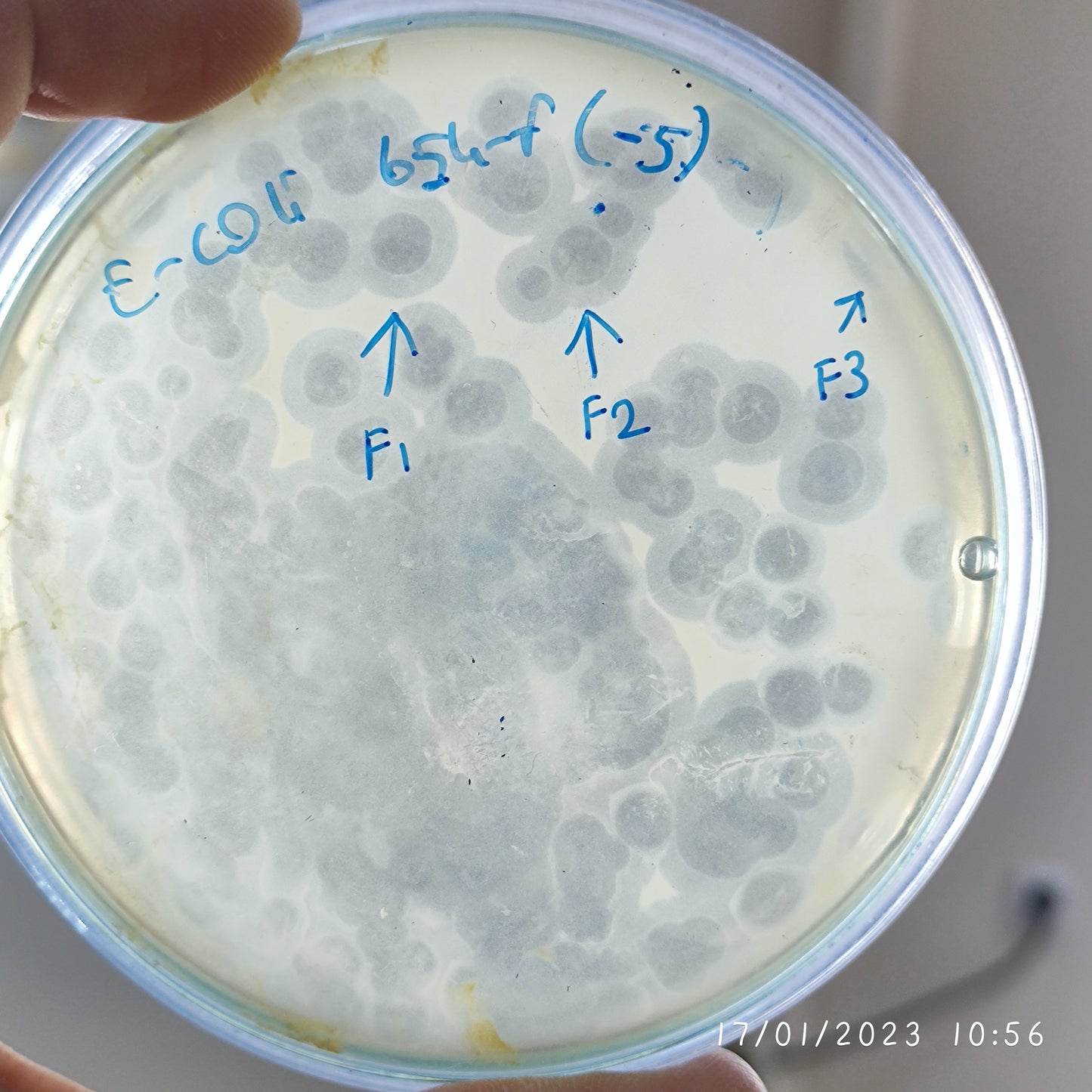 Escherichia coli bacteriophage 100654F