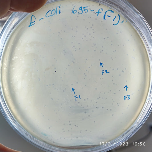 Escherichia coli bacteriophage 100695F