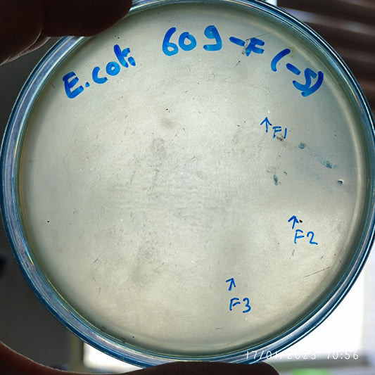 Escherichia coli bacteriophage 100609F