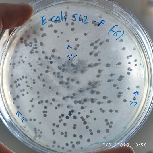 Escherichia coli bacteriophage 100542F