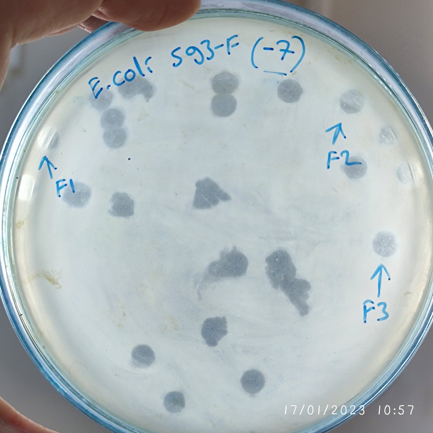 Escherichia coli bacteriophage 100593F