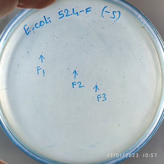 Escherichia coli bacteriophage 100524F