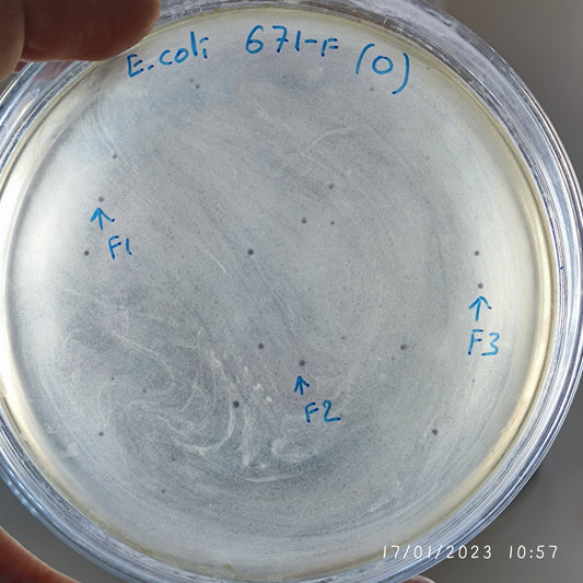 Escherichia coli bacteriophage 100671F