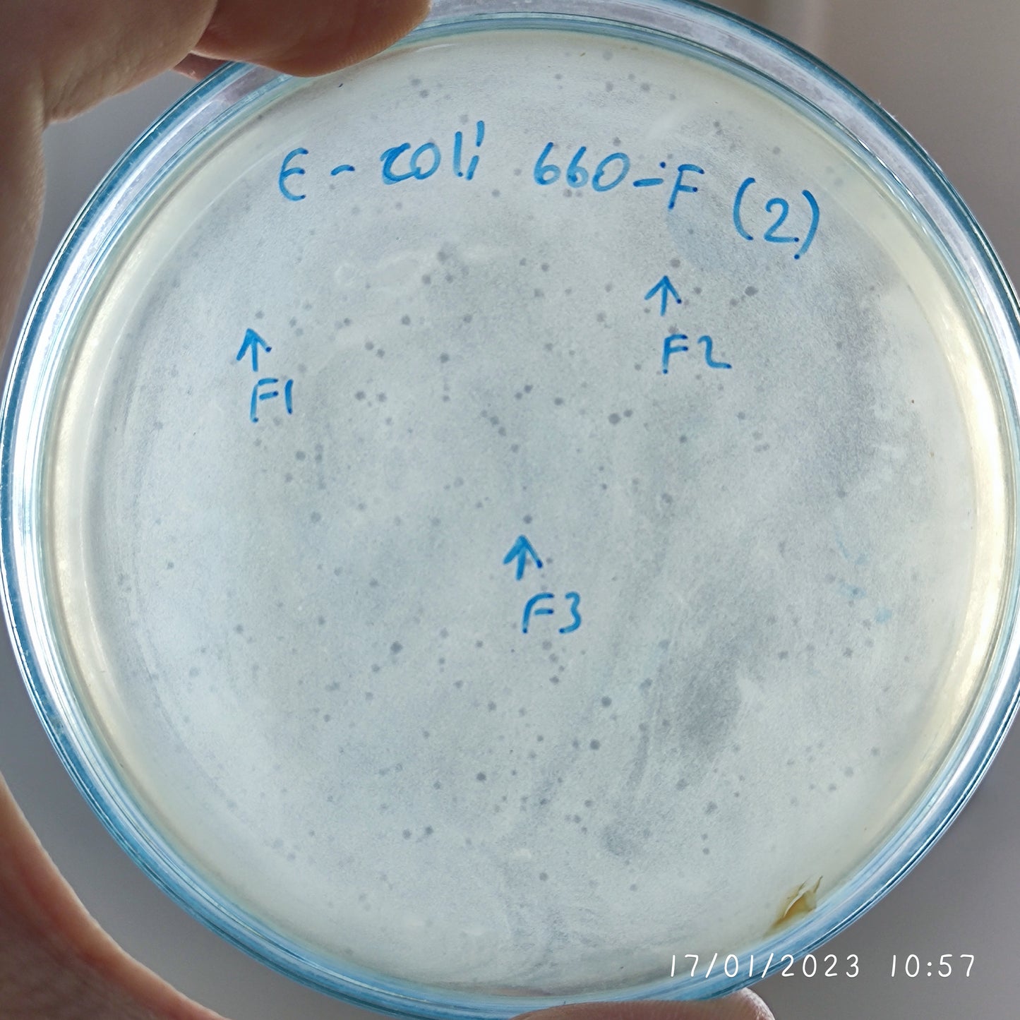 Escherichia coli bacteriophage 100660F