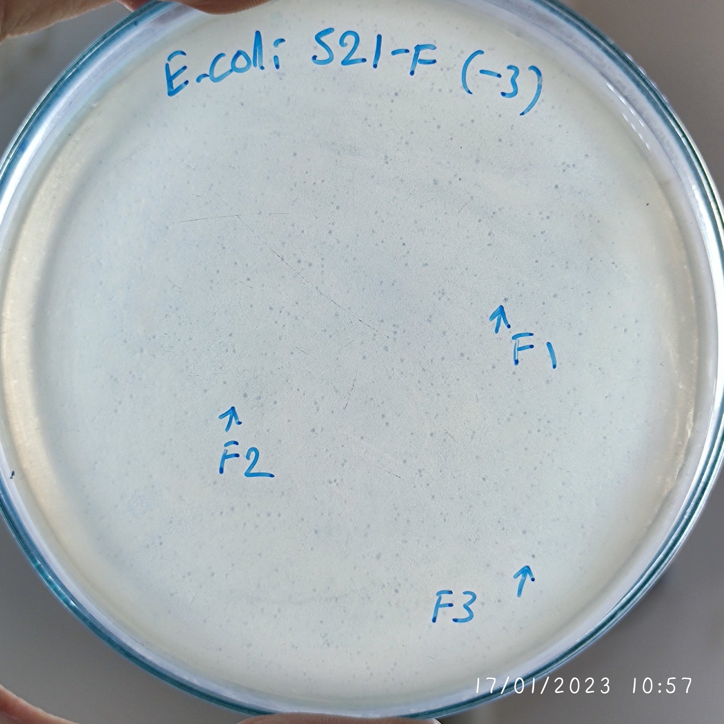 Escherichia coli bacteriophage 100521F