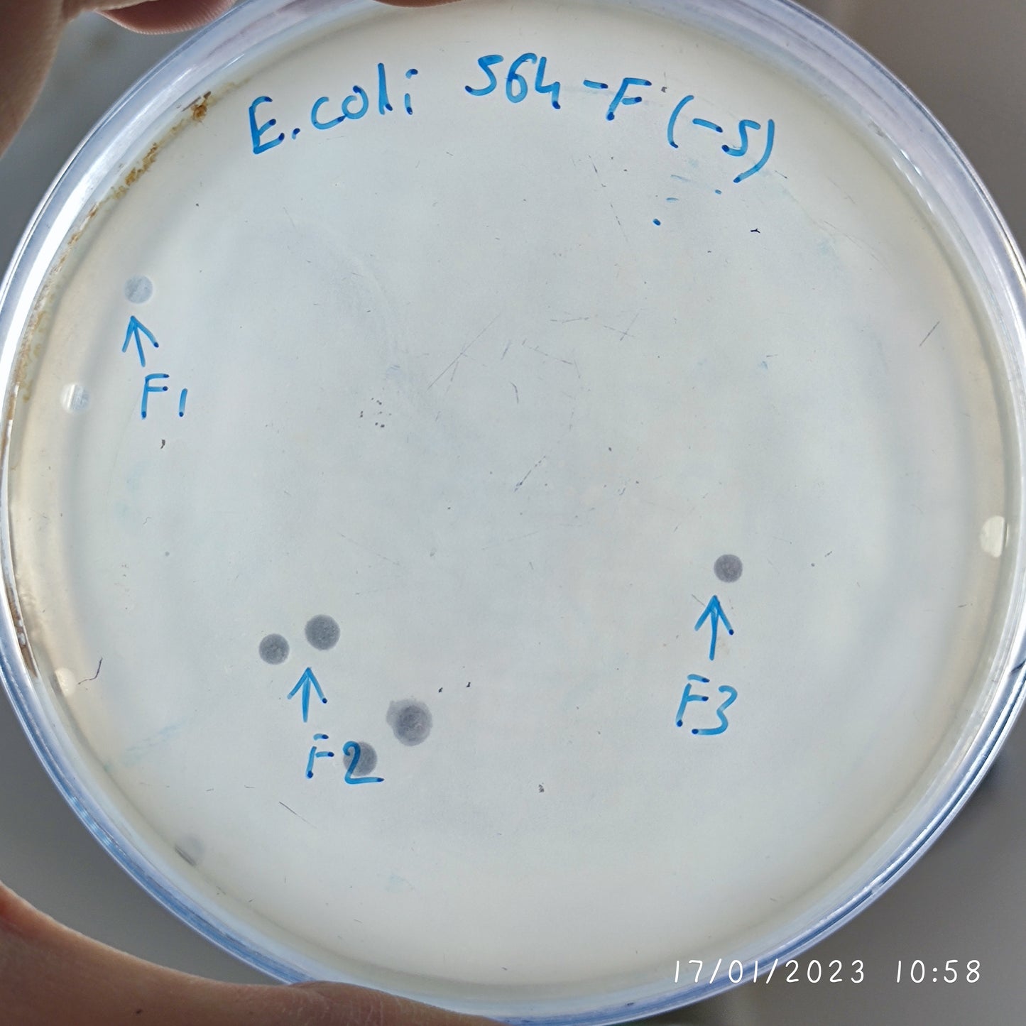 Escherichia coli bacteriophage 100564F