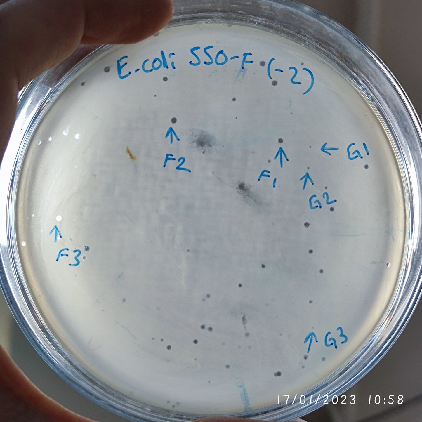 Escherichia coli bacteriophage 100550F