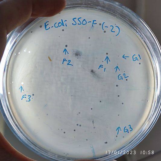 Escherichia coli bacteriophage 100550F