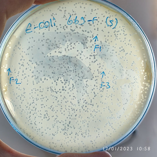 Escherichia coli bacteriophage 100669F