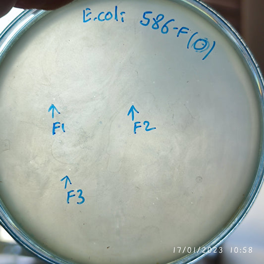 Escherichia coli bacteriophage 100586F