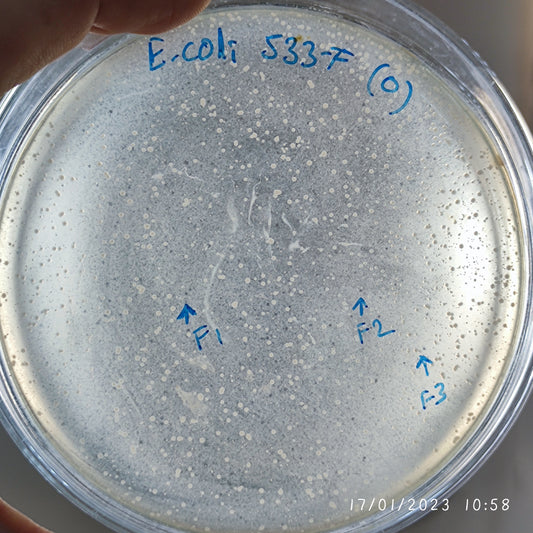 Escherichia coli bacteriophage 100533F