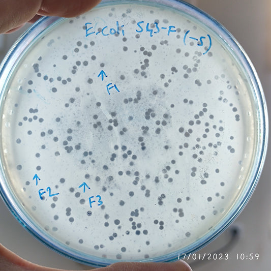 Escherichia coli bacteriophage 100543F