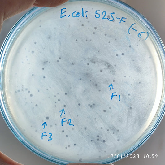 Escherichia coli bacteriophage 100525F