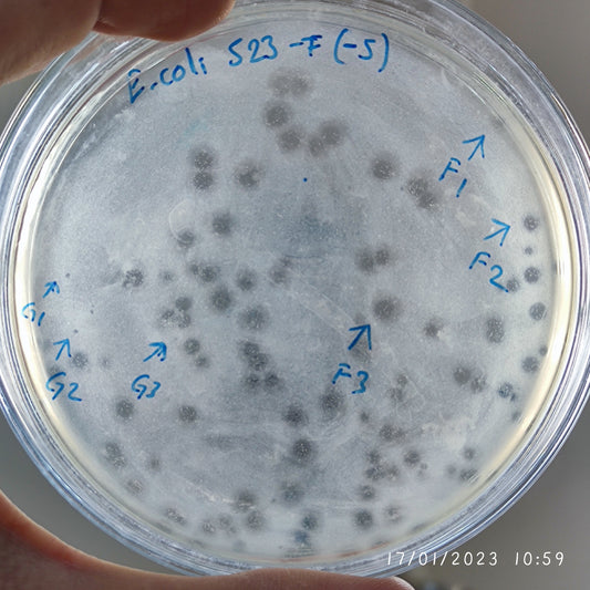 Escherichia coli bacteriophage 100523F