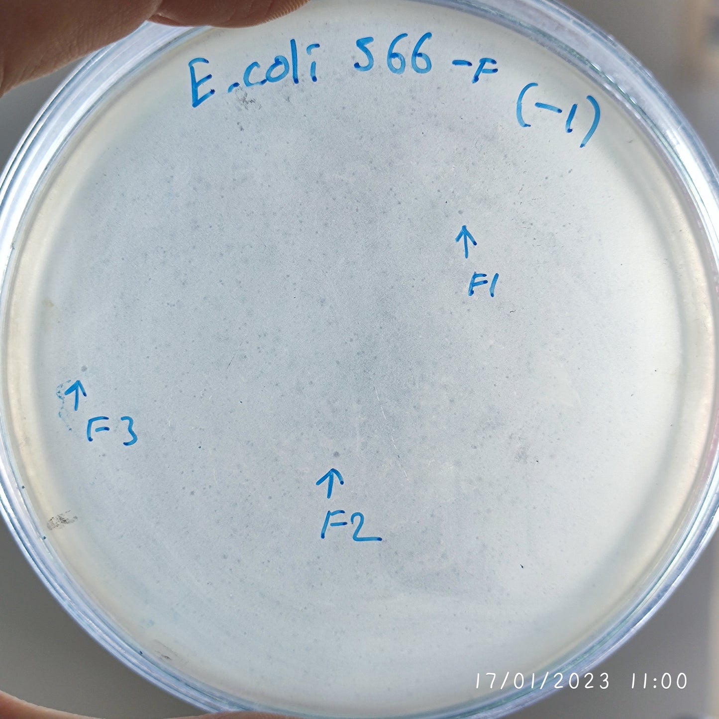 Escherichia coli bacteriophage 100566F