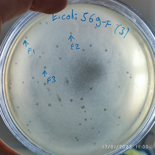 Escherichia coli bacteriophage 100569F