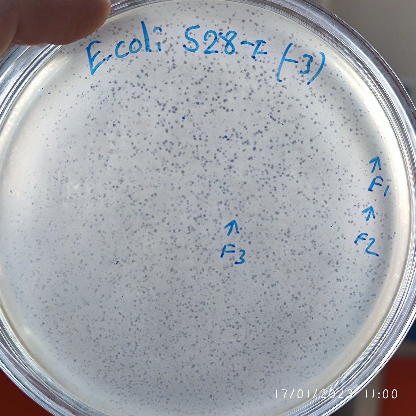 Escherichia coli bacteriophage 100528F