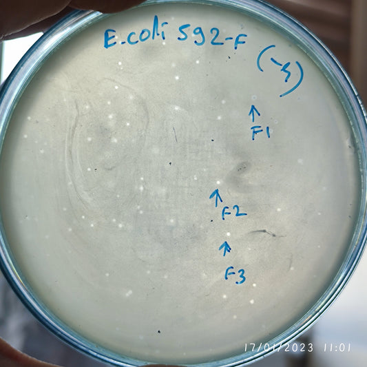 Escherichia coli bacteriophage 100592F