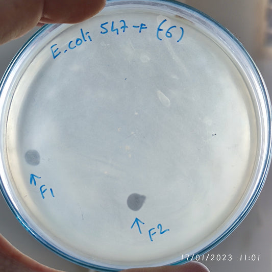 Escherichia coli bacteriophage 100547F