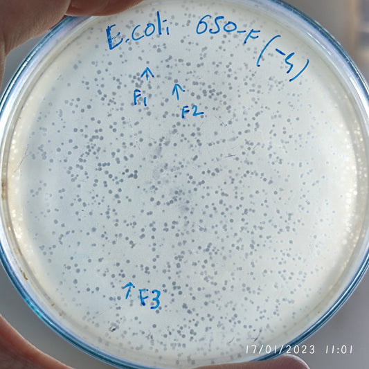 Escherichia coli bacteriophage 100650F