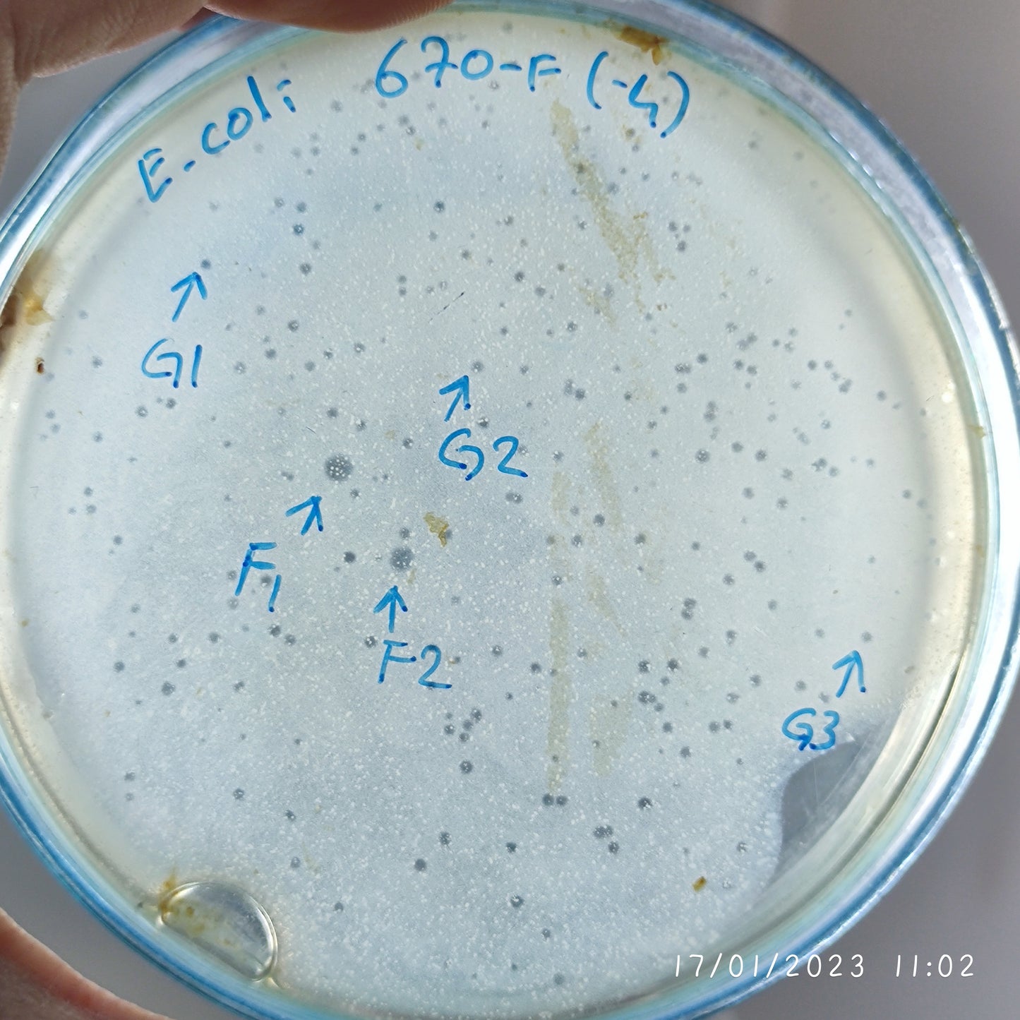 Escherichia coli bacteriophage 100670F