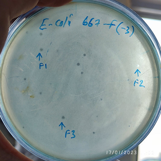 Escherichia coli bacteriophage 100667F