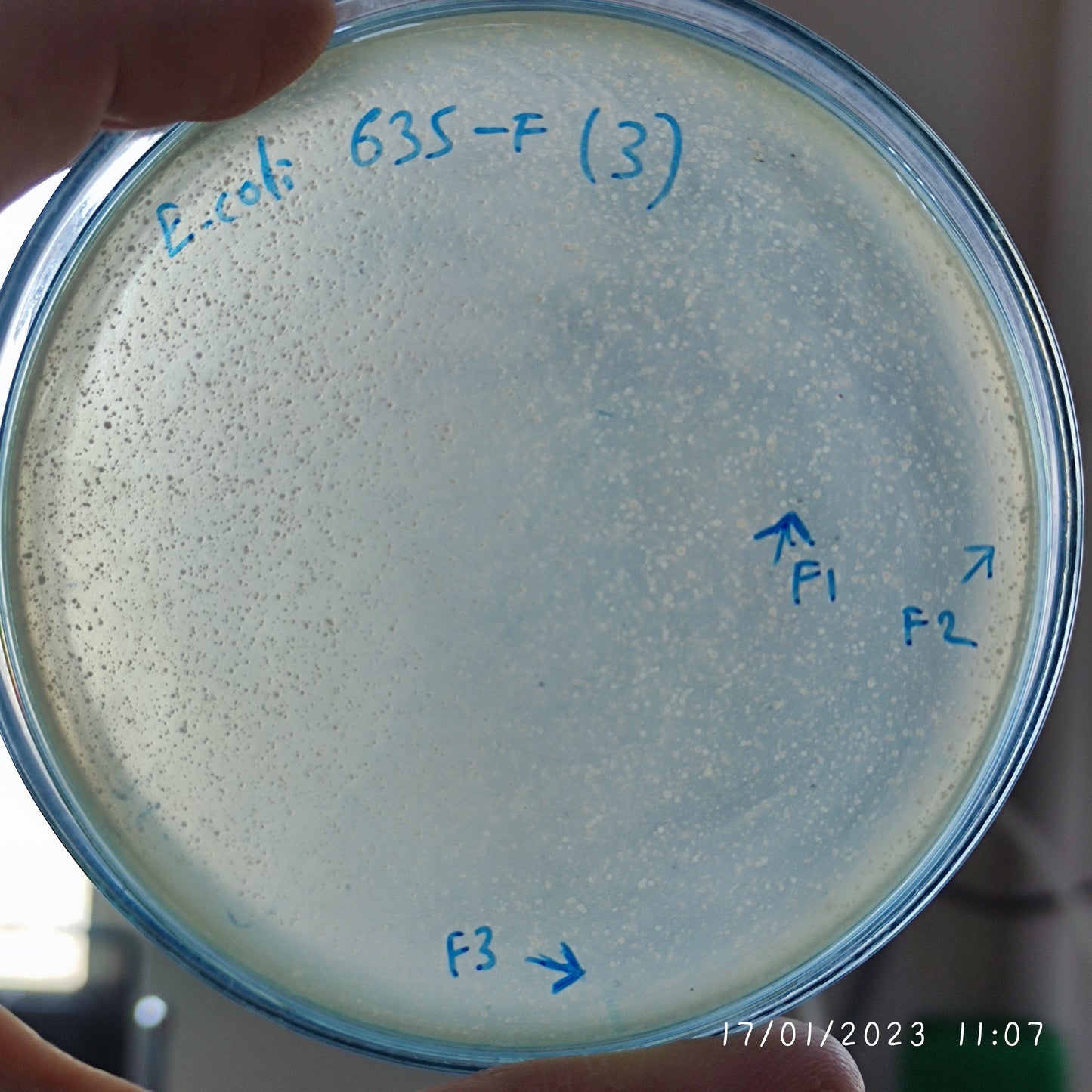 Escherichia coli bacteriophage 100635F