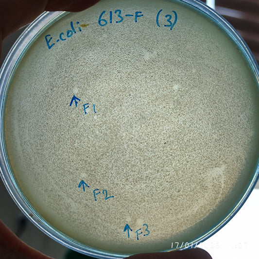 Escherichia coli bacteriophage 100613F