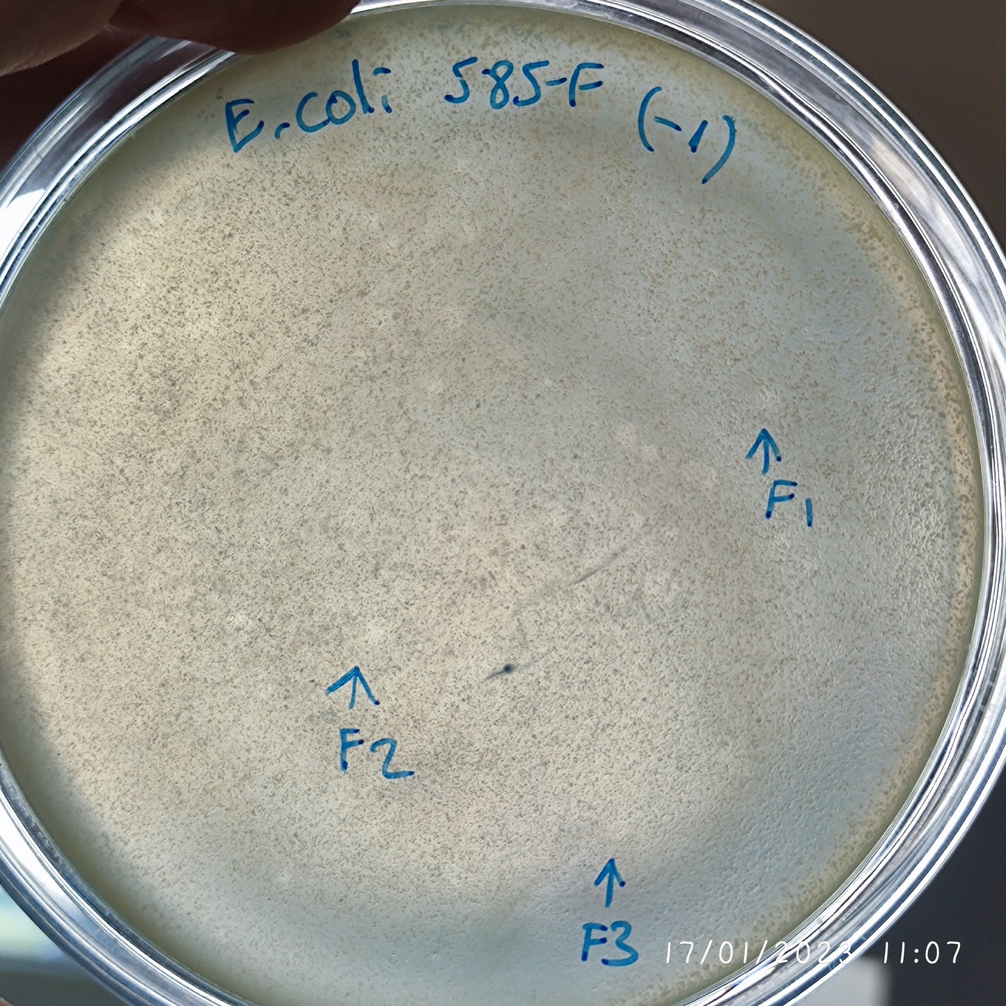 Escherichia coli bacteriophage 100585F