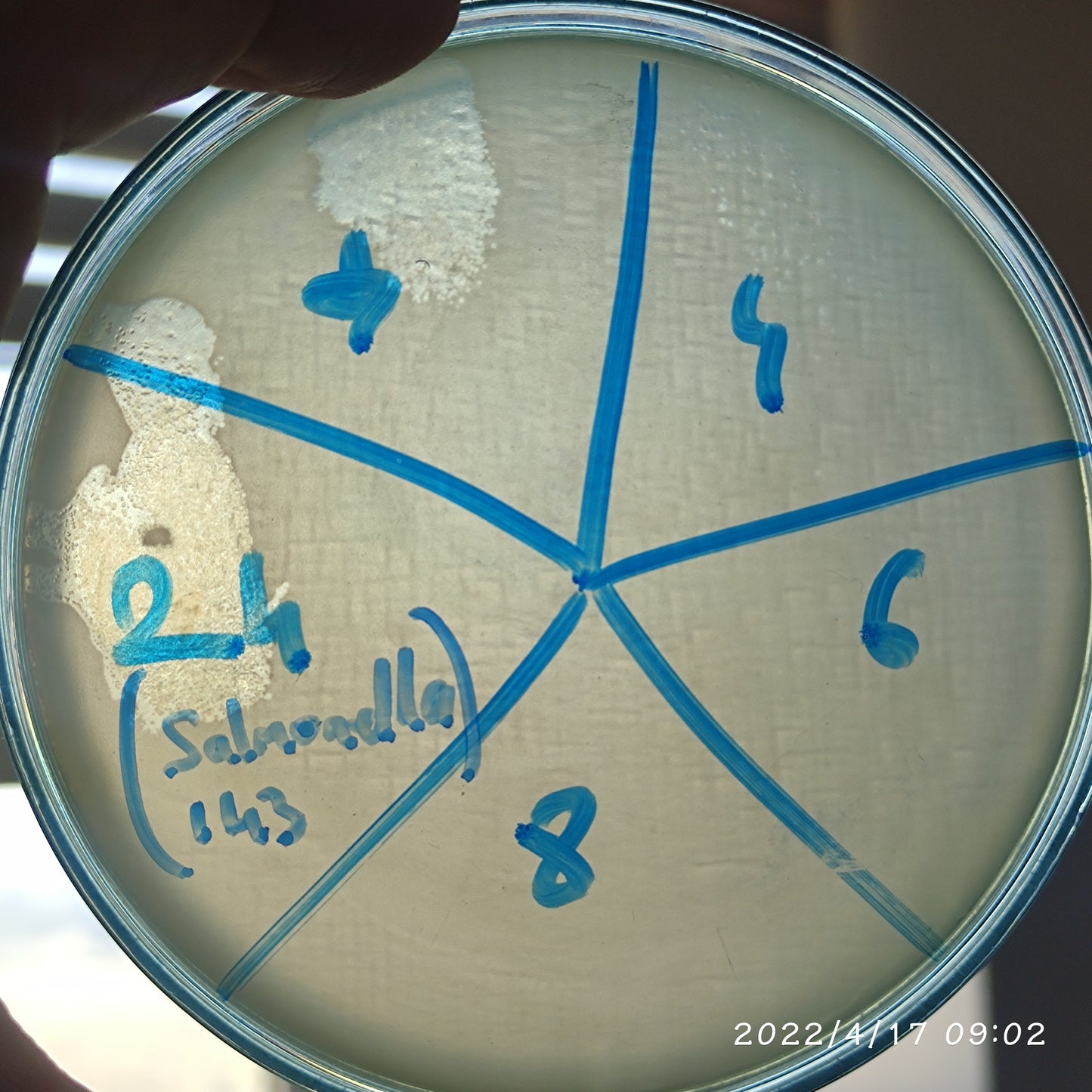 Salmonella bacteriophage 200143D