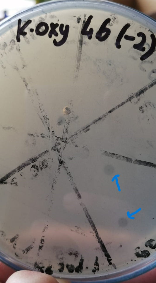 Klebsiella oxytoca bacteriophage 188046A
