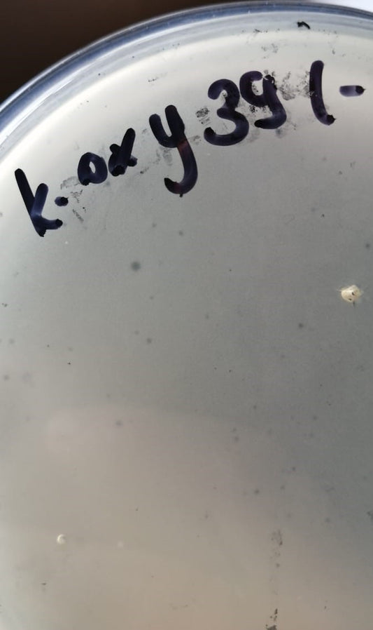 Klebsiella oxytoca bacteriophage 188039A