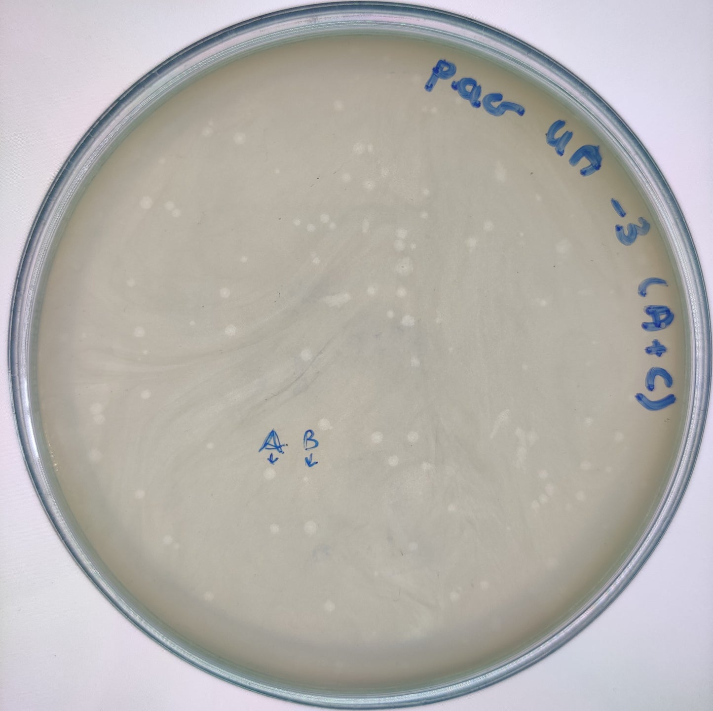 Pseudomonas aeruginosa bacteriophage 130004B