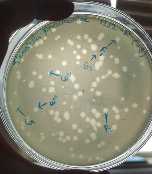 Klebsiella pneumoniae bacteriophage 181212G