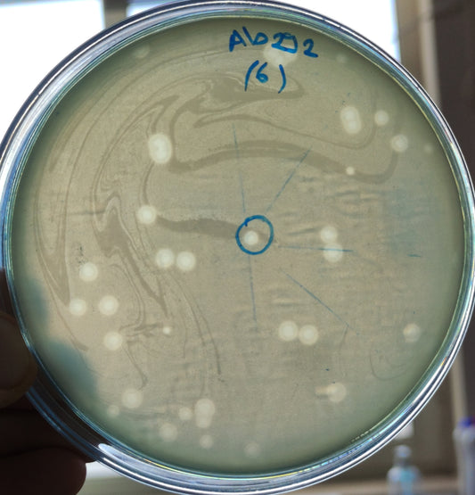 Acinetobacter baumannii bacteriophage 120292A