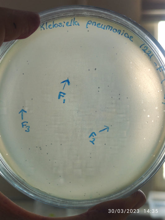 Klebsiella pneumoniae bacteriophage 181221F