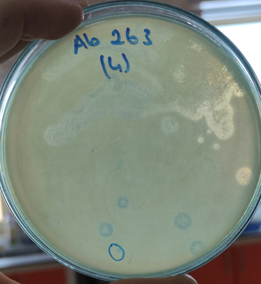 Acinetobacter baumannii bacteriophage 120263A