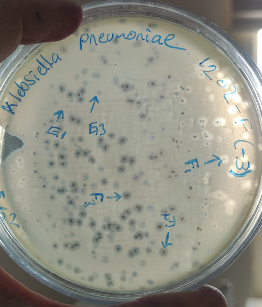Klebsiella pneumoniae bacteriophage 181202F
