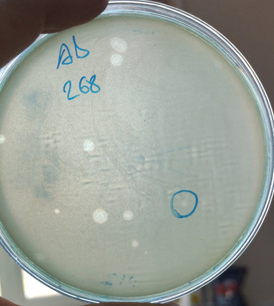 Acinetobacter baumannii bacteriophage 120268A